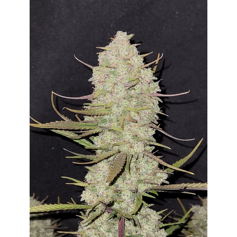 Tropicana Cookies Auto Fast Buds immagine 5