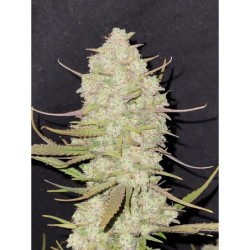 Tropicana Cookies Auto Fast Buds immagine 6