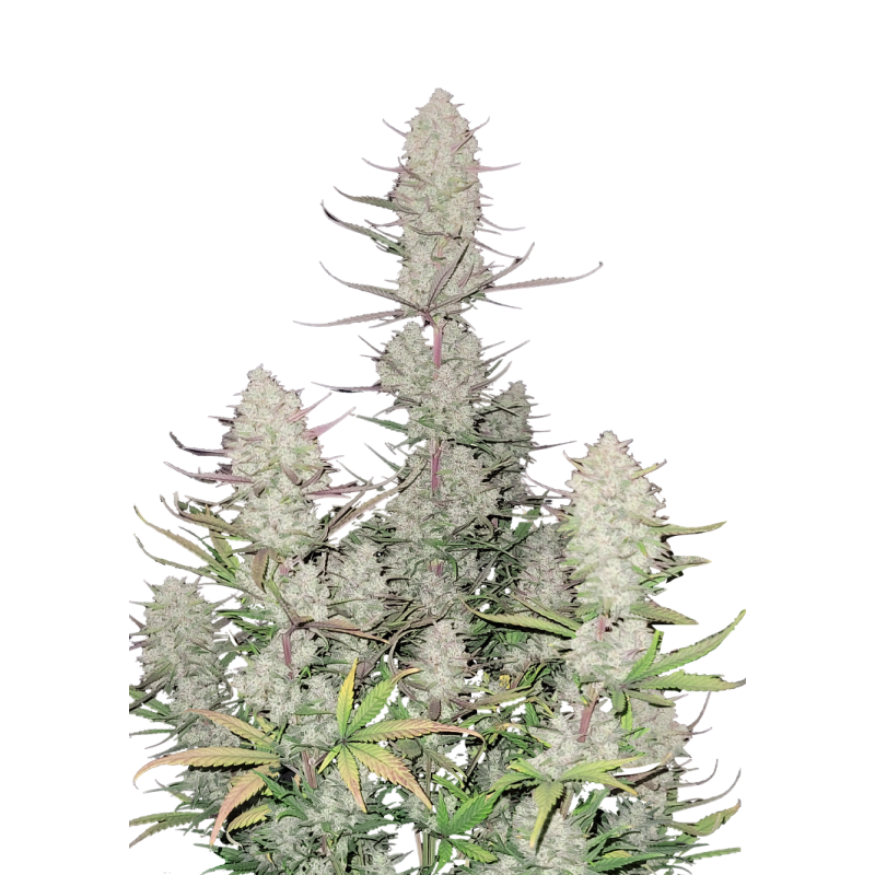 Tropicana Cookies Auto Fast Buds immagine 7
