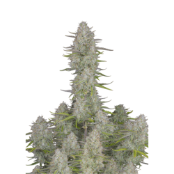 Wedding Cheesecake Auto Fast Buds