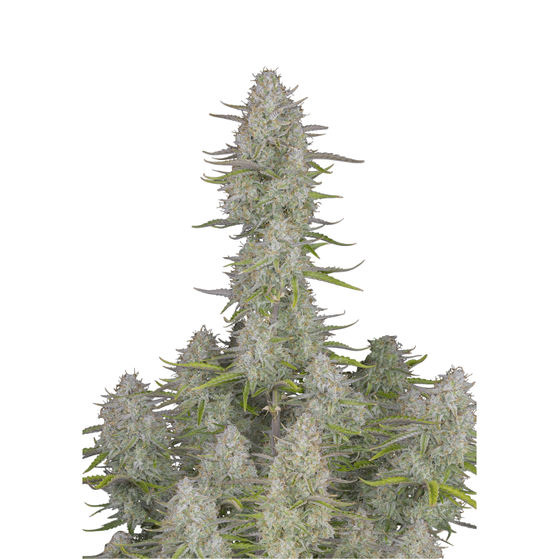 Wedding Cheesecake Auto Fast Buds