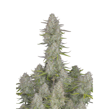 Wedding Cheesecake Auto Fast Buds