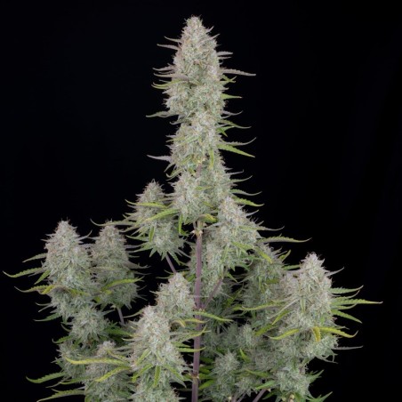 Wedding Cheesecake Auto Fast Buds immagine 2