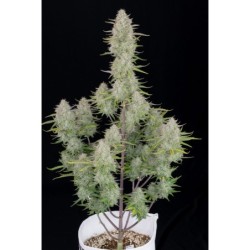 Wedding Cheesecake Auto Fast Buds immagine 3