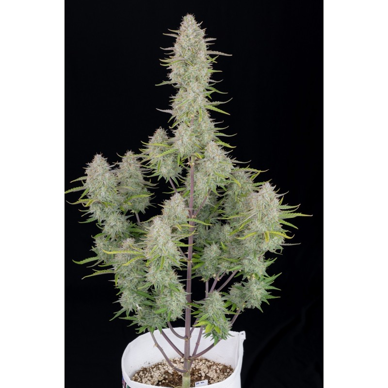 Wedding Cheesecake Auto Fast Buds immagine 3