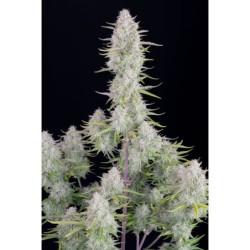 Wedding Cheesecake Auto Fast Buds immagine 4