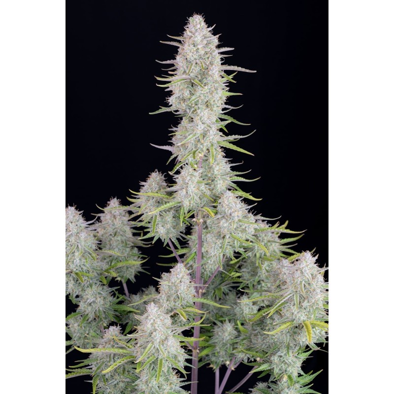 Wedding Cheesecake Auto Fast Buds immagine 4