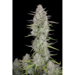 Wedding Cheesecake Auto Fast Buds immagine 5