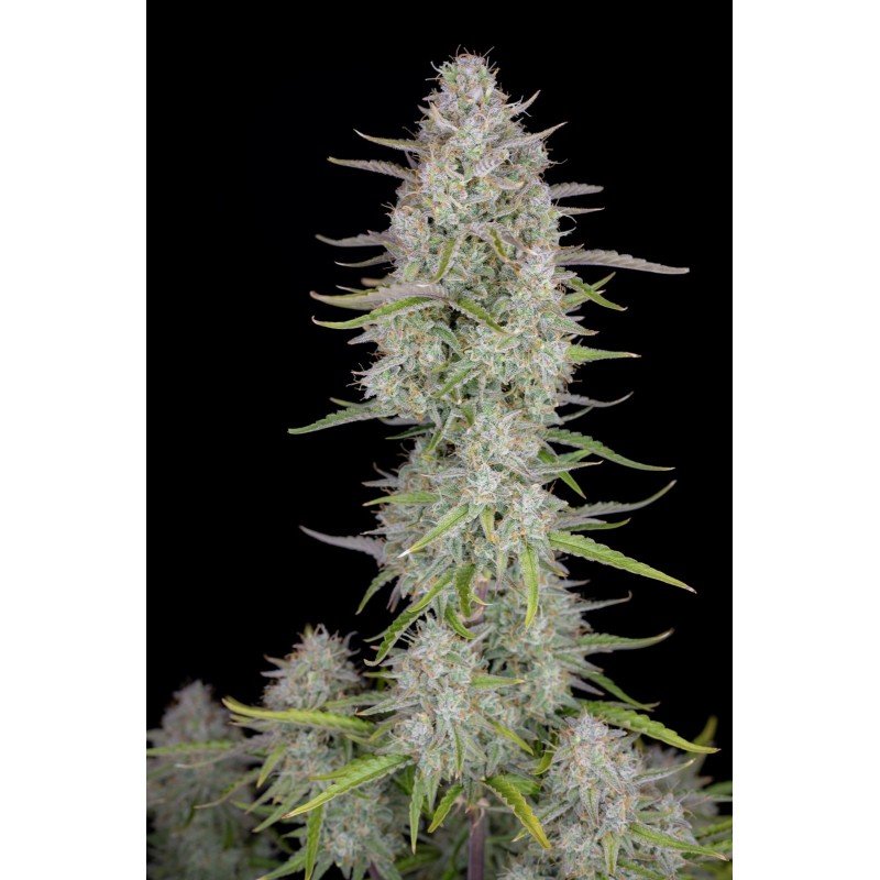 Wedding Cheesecake Auto Fast Buds immagine 5
