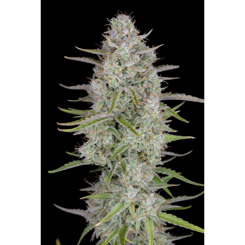 Wedding Cheesecake Auto Fast Buds immagine 6