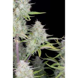 Wedding Cheesecake Auto Fast Buds immagine 7