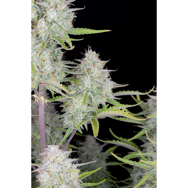 Wedding Cheesecake Auto Fast Buds immagine 7