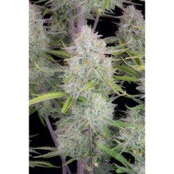 Wedding Cheesecake Auto Fast Buds immagine 8