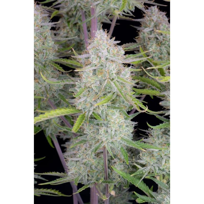 Wedding Cheesecake Auto Fast Buds immagine 8