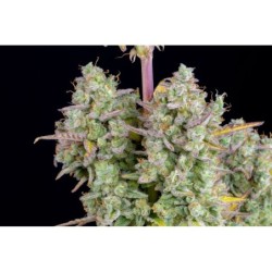 Wedding Cheesecake Auto Fast Buds immagine 9