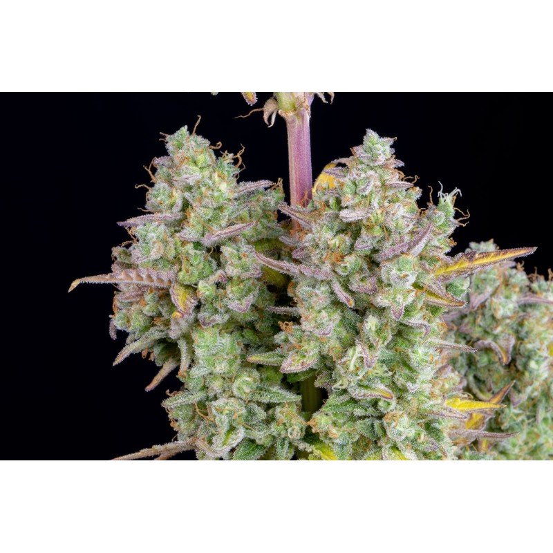 Wedding Cheesecake Auto Fast Buds immagine 9