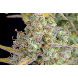 Wedding Cheesecake Auto Fast Buds immagine 10