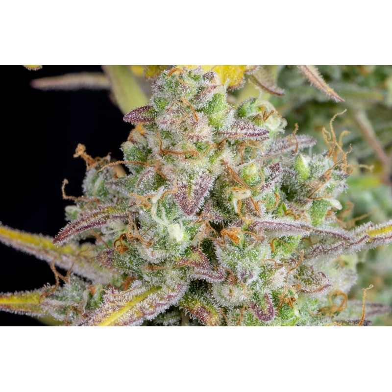 Wedding Cheesecake Auto Fast Buds immagine 10