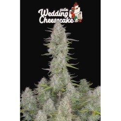 Wedding Cheesecake Auto Fast Buds immagine 11