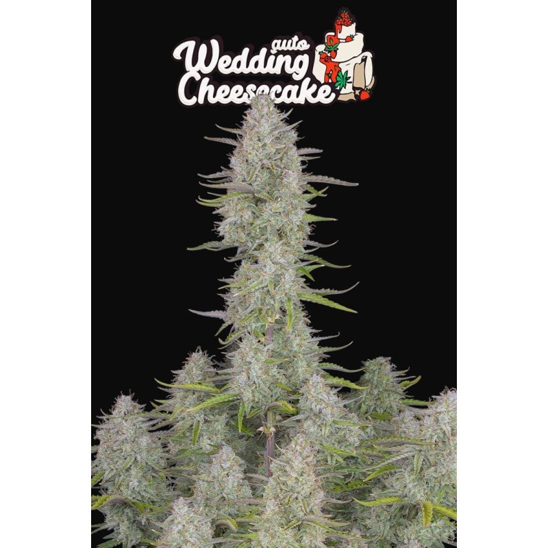 Wedding Cheesecake Auto Fast Buds immagine 11