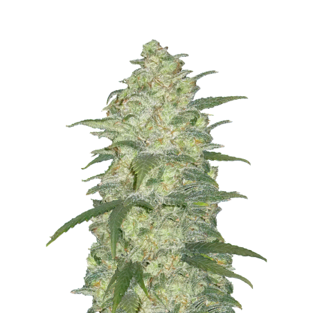 White Widow Auto Fast Buds
