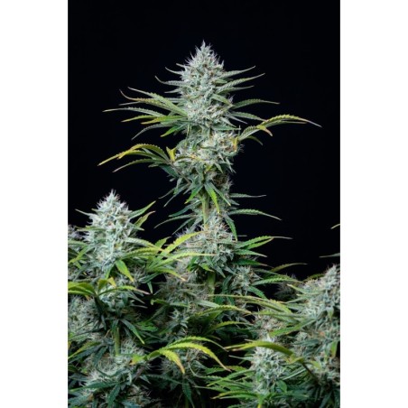 White Widow Auto Fast Buds immagine 2