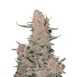 Ztrawberriez Auto Fast Buds