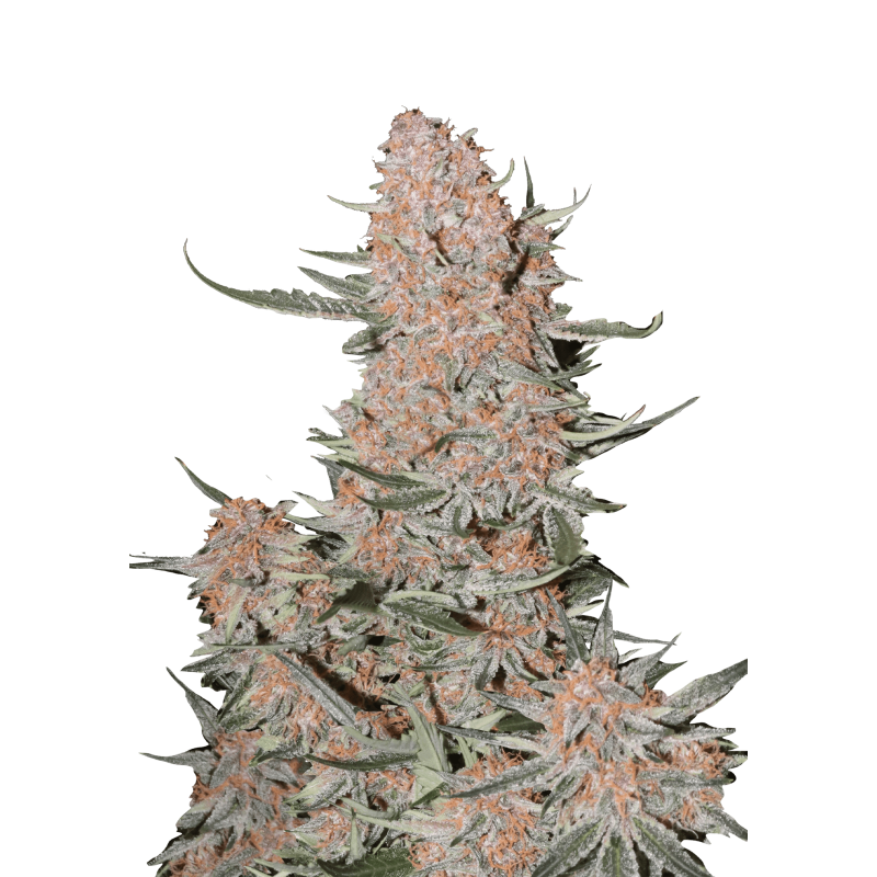 Ztrawberriez Auto Fast Buds