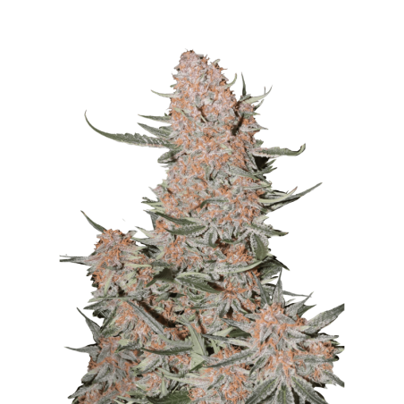 Ztrawberriez Auto Fast Buds