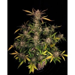 Ztrawberriez Auto Fast Buds immagine 2