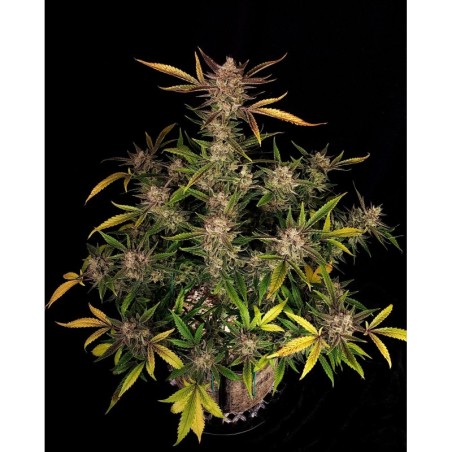 Ztrawberriez Auto Fast Buds immagine 2