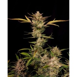 Ztrawberriez Auto Fast Buds immagine 3