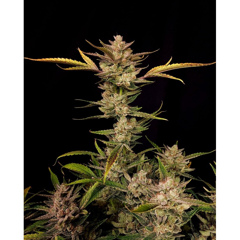 Ztrawberriez Auto Fast Buds immagine 3