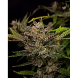 Ztrawberriez Auto Fast Buds immagine 4