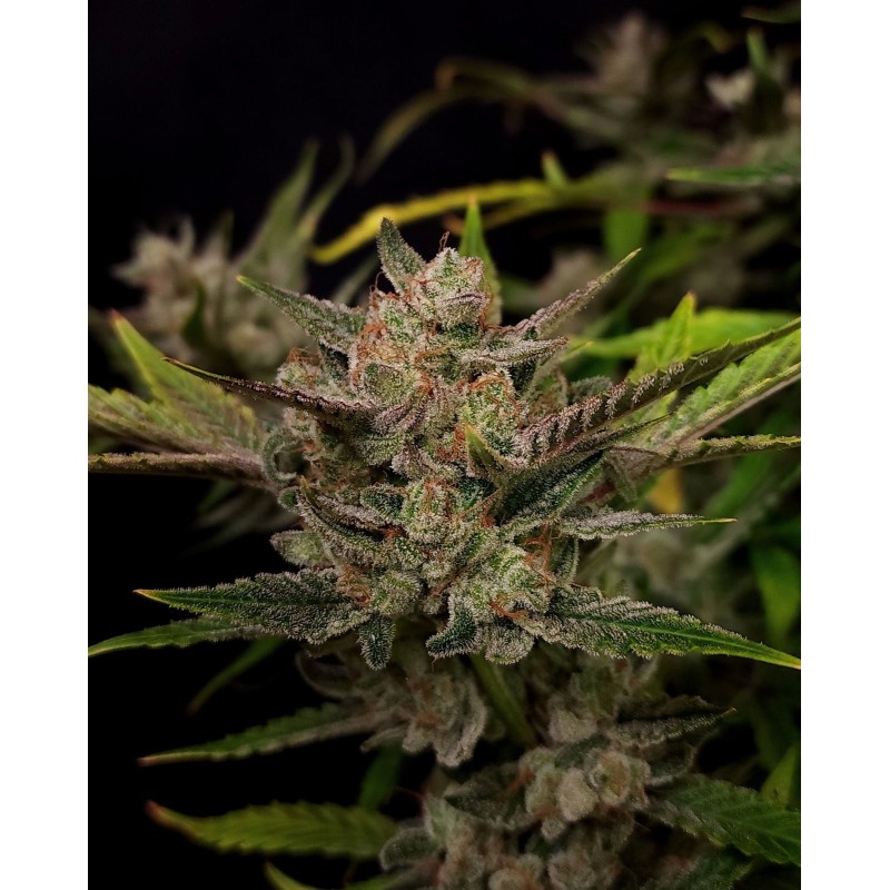 Ztrawberriez Auto Fast Buds immagine 4