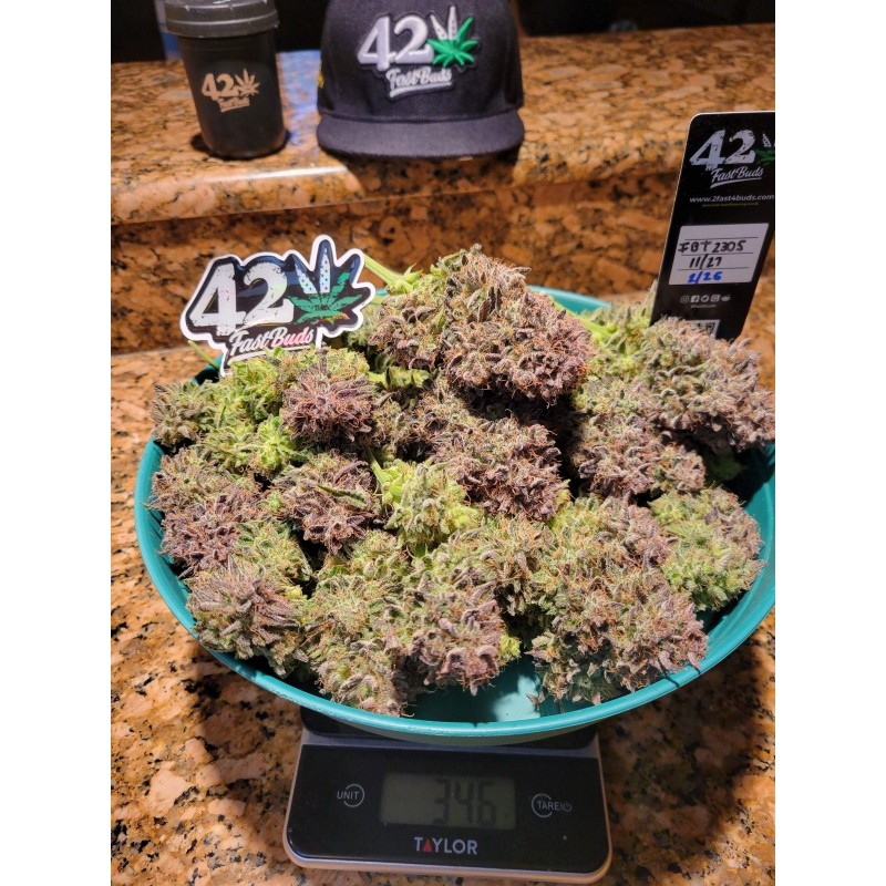 Ztrawberriez Auto Fast Buds immagine 5