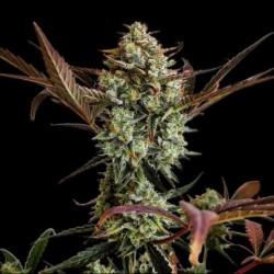 Ztrawberriez Auto Fast Buds immagine 6