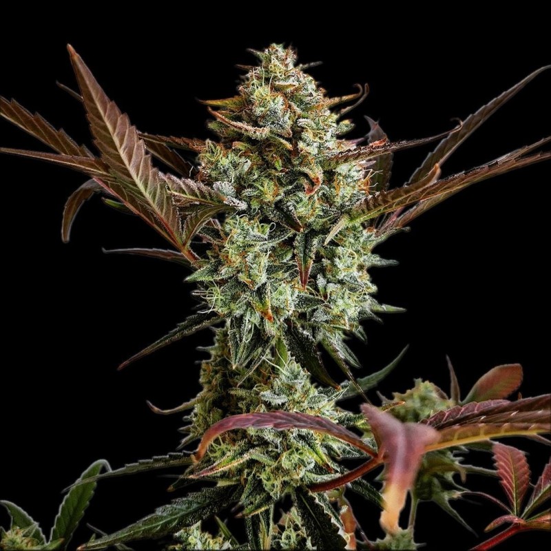 Ztrawberriez Auto Fast Buds immagine 6