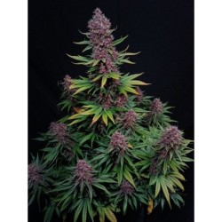 Ztrawberriez Auto Fast Buds immagine 7