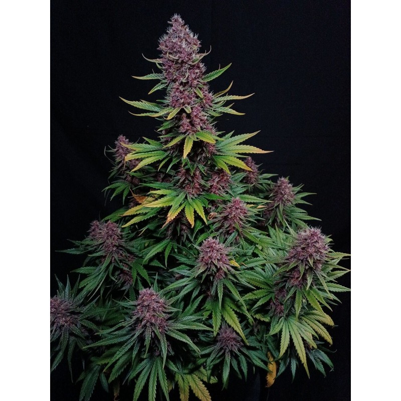 Ztrawberriez Auto Fast Buds immagine 7