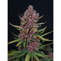Ztrawberriez Auto Fast Buds immagine 8