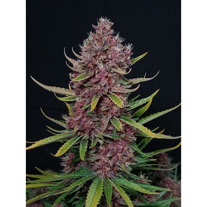 Ztrawberriez Auto Fast Buds immagine 8