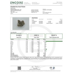 Ztrawberriez Auto Fast Buds immagine 11