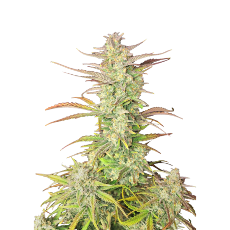 Z-Up Auto Fast Buds