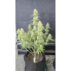 Z-Up Auto Fast Buds immagine 2
