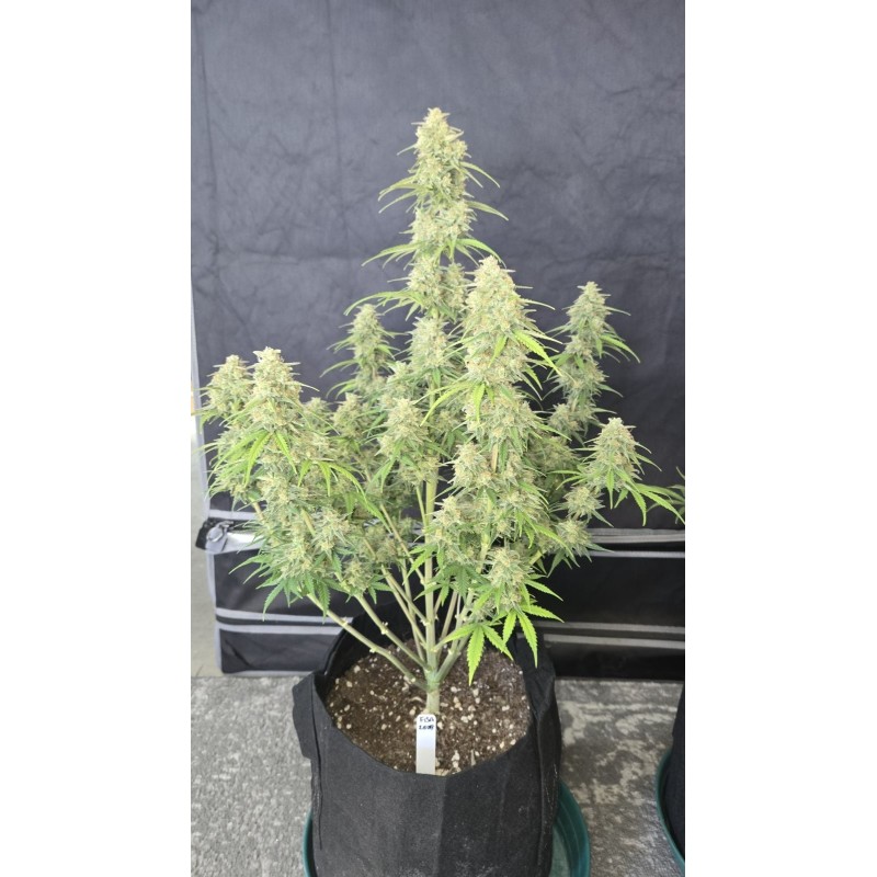 Z-Up Auto Fast Buds immagine 2