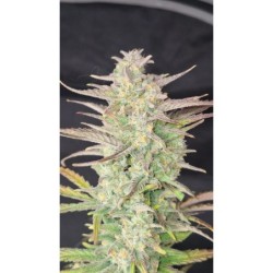 Z-Up Auto Fast Buds immagine 3