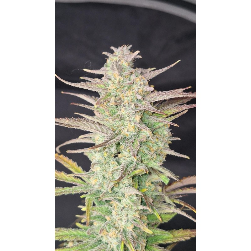 Z-Up Auto Fast Buds immagine 3