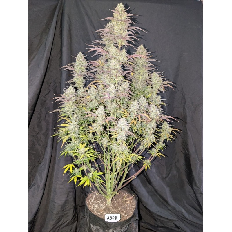 Z-Up Auto Fast Buds immagine 4