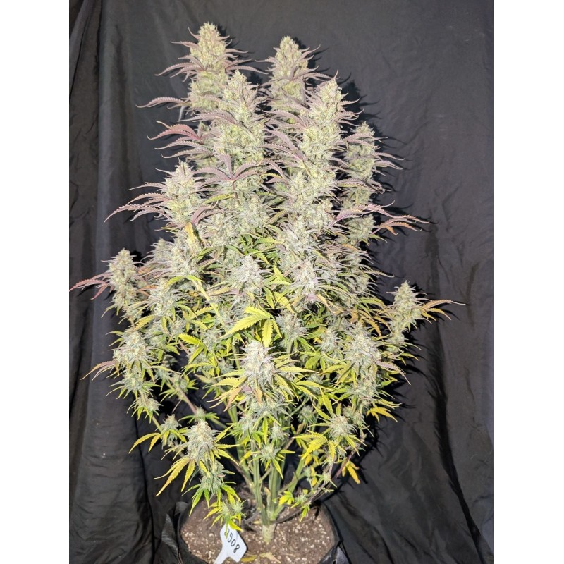 Z-Up Auto Fast Buds immagine 5
